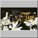 Ectemnius lituratus - Grabwespe 11f 8-12mm Paarung - OS-Wallenhorst-Sandgrube.jpg